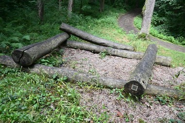 7. Mravenci